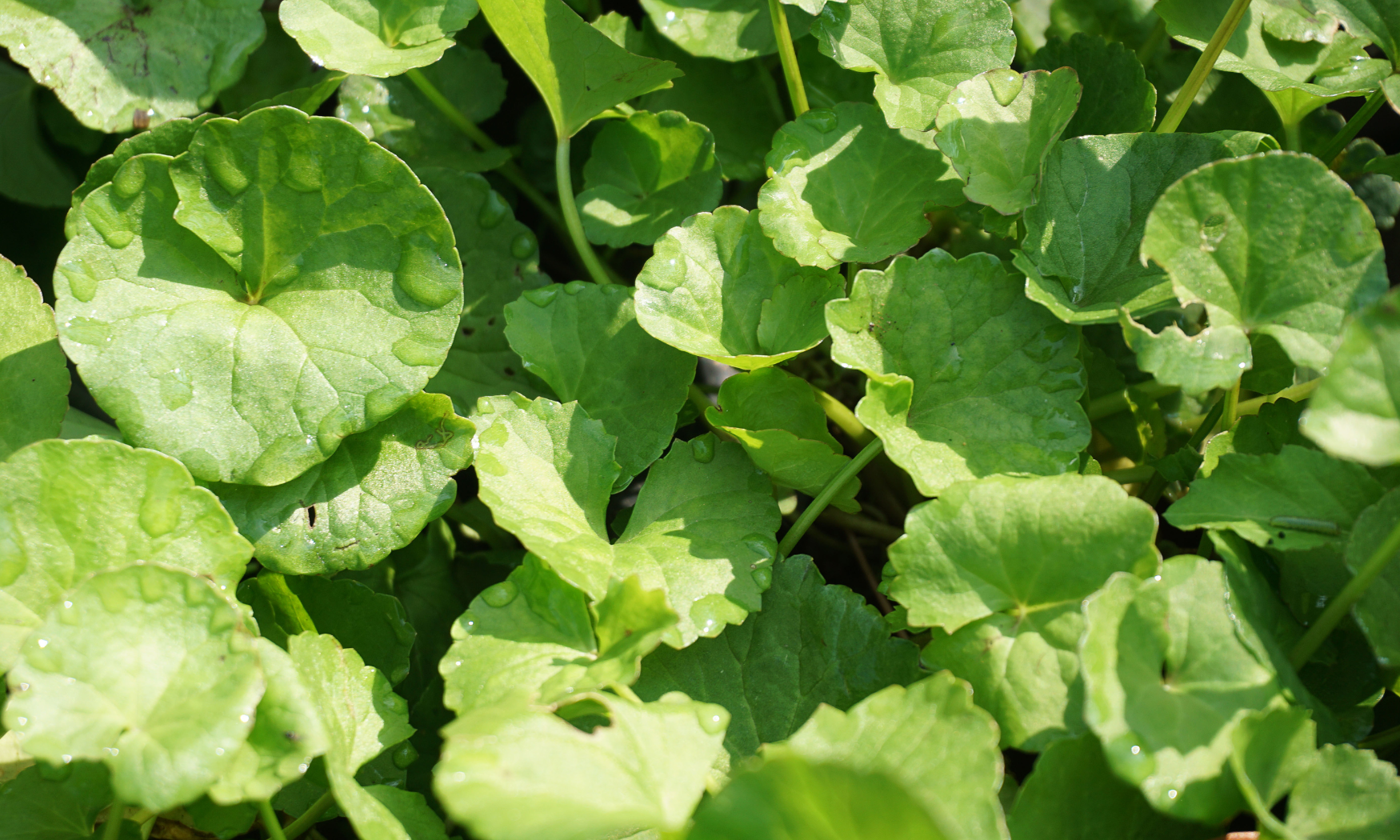 Centella Asiatica